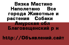 Вязка Мастино Наполетано  - Все города Животные и растения » Собаки   . Амурская обл.,Благовещенский р-н